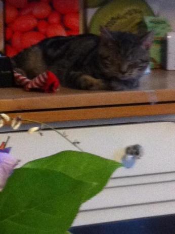 Faulsein? Du vielleicht! Für mich ist das hier der Januar des Aufbruchs! 2 katze