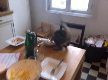 Bewaffnet am Mittagstisch: Ist das normal? 2 katze1 0