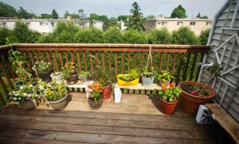 Nimm das, Land-Mama! Ich hole das Land in die Stadt und baue mein eigenes Gemüse an! 3 saint paul urban garden