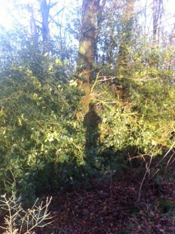 Erster Sonnenstrahl 2013! Ein Mutter-Tochter-Spaziergang in Bildern... 3 3 1