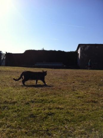 Familie geht vor Beruf, oder? Warum ein SPD-Kandidat trotzdem von Herrn Seehofer angerumst wird... 2 katzesonne