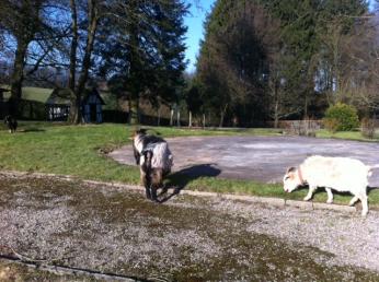 Wie viel Angst habt Ihr um Eure Kinder? Das fragt sich Lisa in ihren Kinderglücks-Momenten 3 ziegen 0
