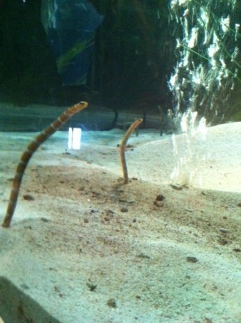 Mein erstes Bloggertreffen hinterlässt einen kleinen Kater. Aber die Kinder fanden es toll! 2 sea2