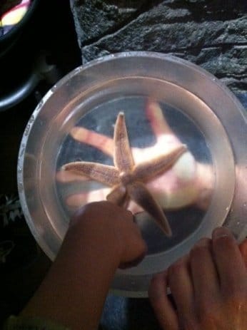 Mein erstes Bloggertreffen hinterlässt einen kleinen Kater. Aber die Kinder fanden es toll! 5 sea4