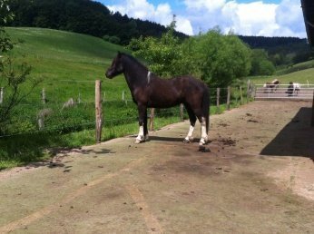 Der Montags-Blues: Den haben auch schon Kinder. Unser Wochenende auf dem Ponyhof war einfach zu schön 5 blisuer