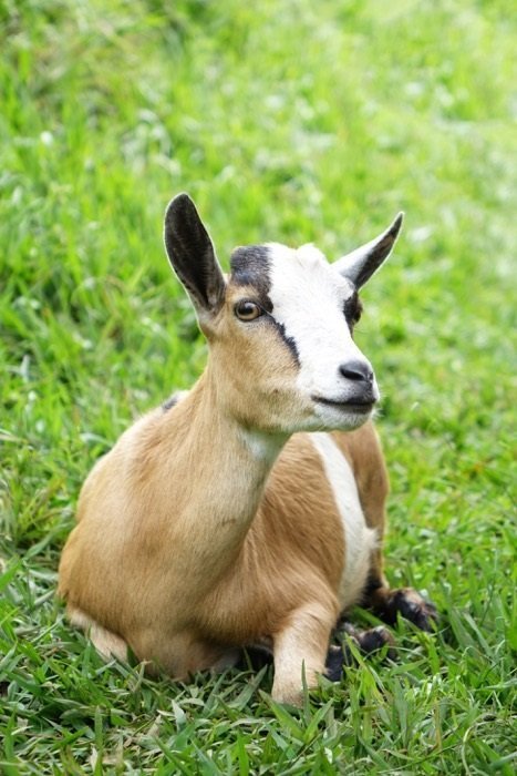 Wie eine Reise Janines Leben für immer umkrempelte - Intombi: Ziegenprojekt für Ruanda 7 ziegeruanda