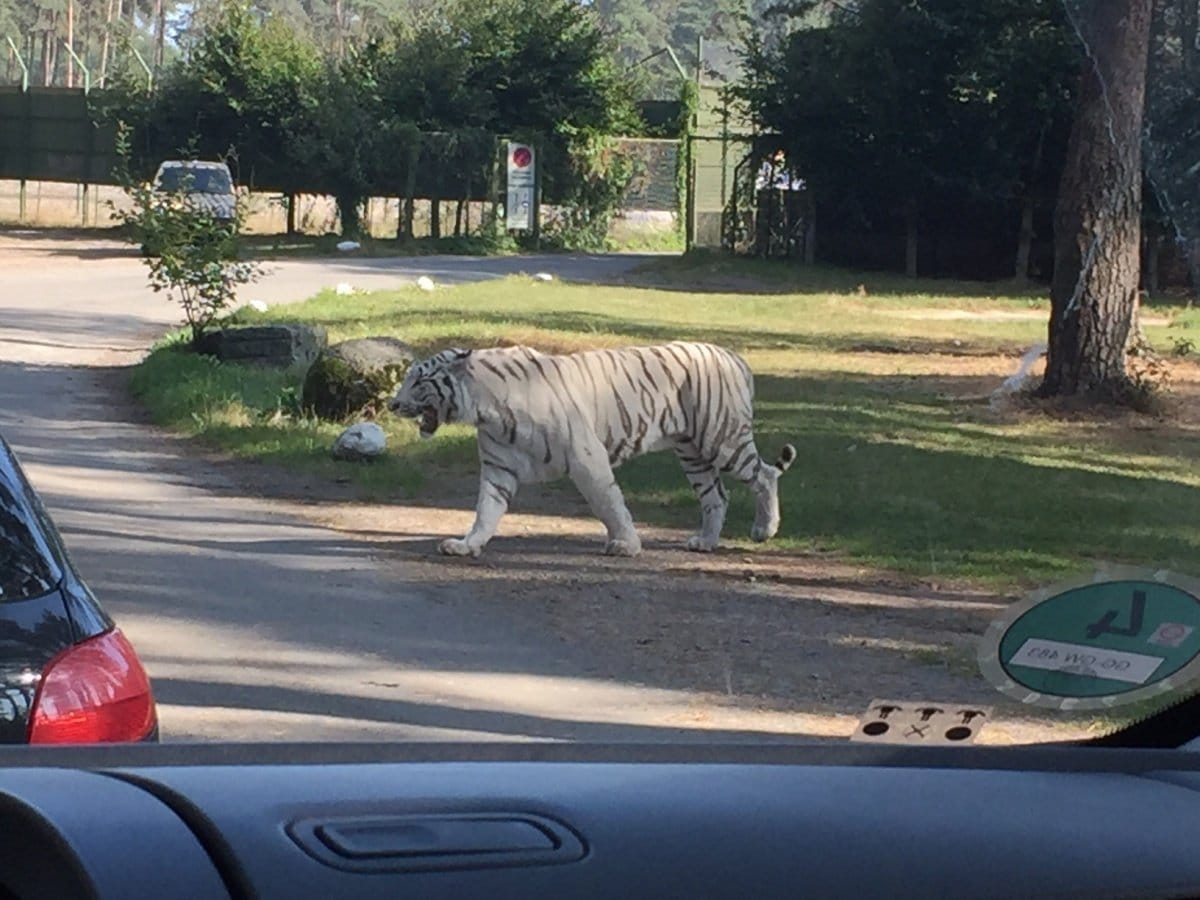Leser-Ausflug in den Serengeti-Park Hodenhagen: "Warum unser Sohn jetzt nur noch von knutschenden Giraffen erzählt" 4 serengetitiger