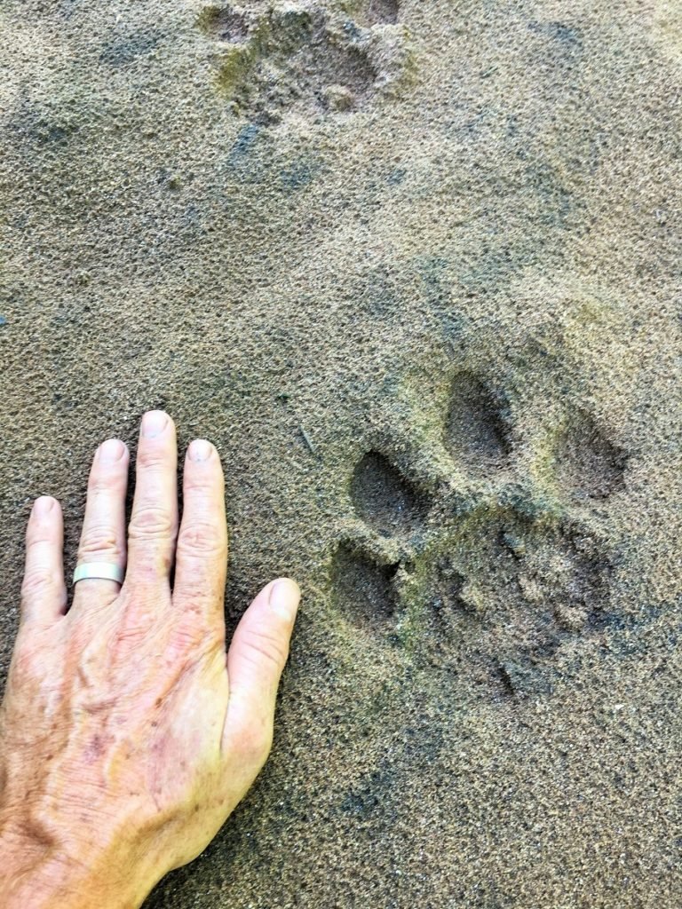 World for kids: Was macht eine Reisefamilie zu Corona-Zeiten? 8 Loewenspuren 2