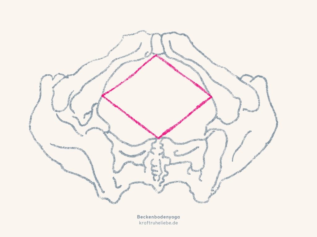 "Unser Beckenboden ist ein wahres Wunderwerk", findet Anna Sophie Pietsch 2 Die Ansatzpunkte des Beckenbodens