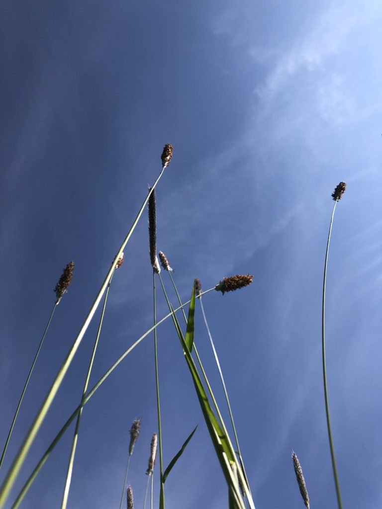 Warum sollte ich mein Kind vor HPV schützen? 7 hpv grashalme