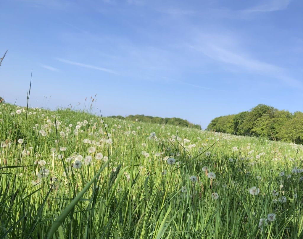 Warum sollte ich mein Kind vor HPV schützen? 2 hpv wiese