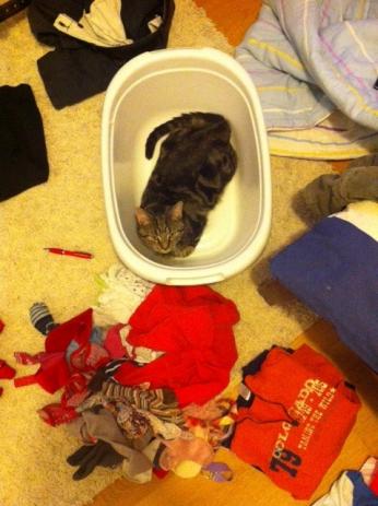 Das Halb-Fertig-Syndrom 19 katze 2